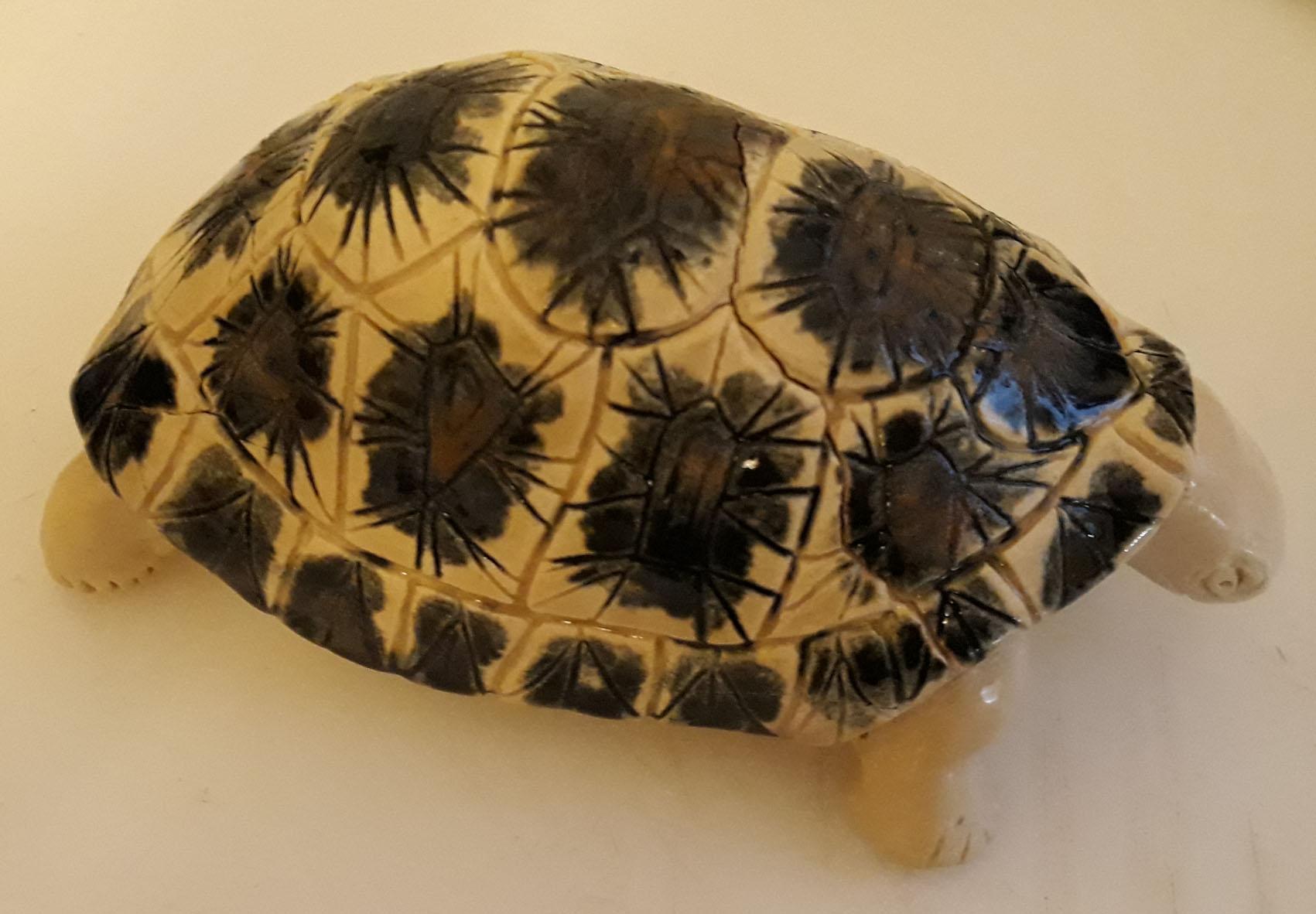 Tortue modelage 4